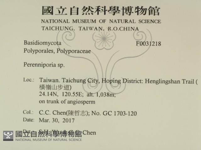 多年臥孔菌屬藏品圖，第2張