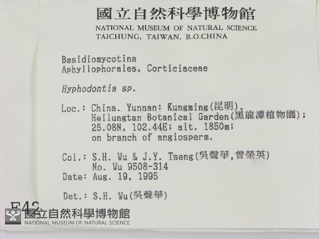 絲齒菌屬藏品圖，第2張