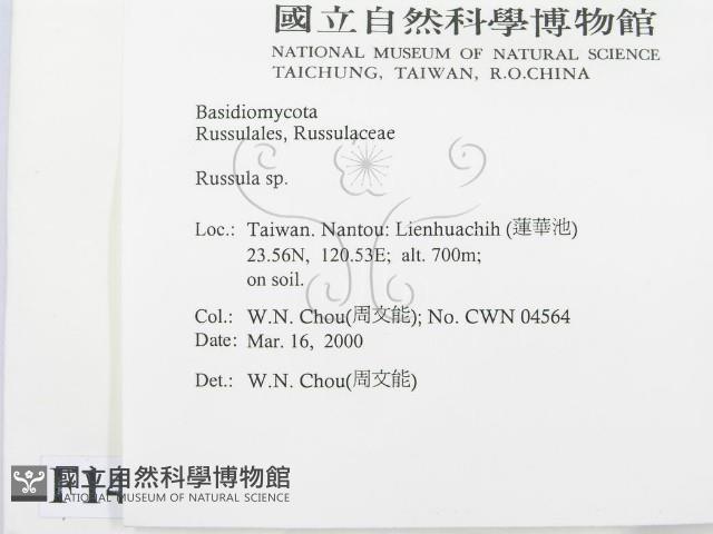 紅菇屬藏品圖，第2張