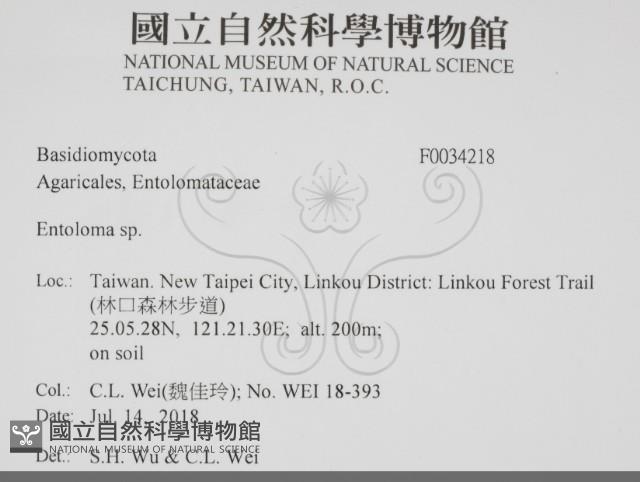 粉褶菌屬藏品圖，第2張