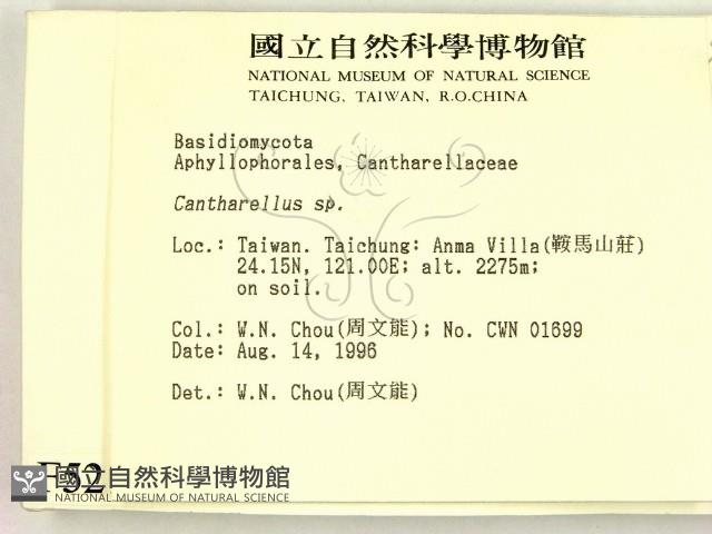 雞油菌屬藏品圖，第2張