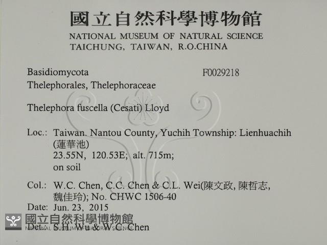 棕色革菌藏品圖，第2張