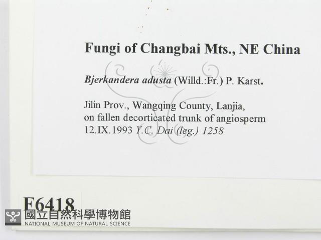 煙管菌藏品圖，第2張