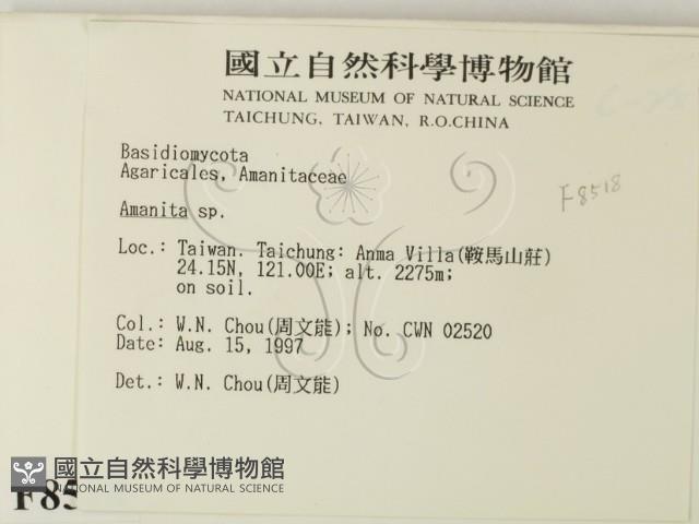 鵝膏屬藏品圖，第2張