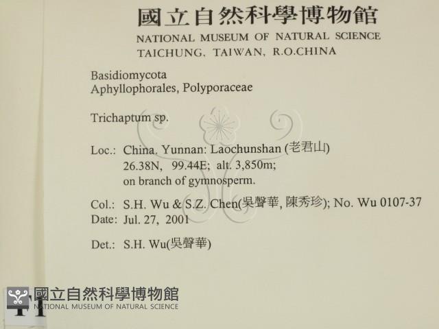 附毛菌屬藏品圖，第2張