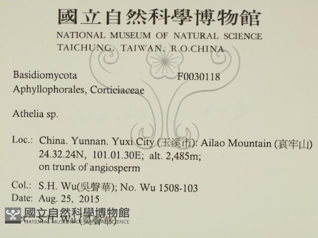 阿太菌屬藏品圖，第2張