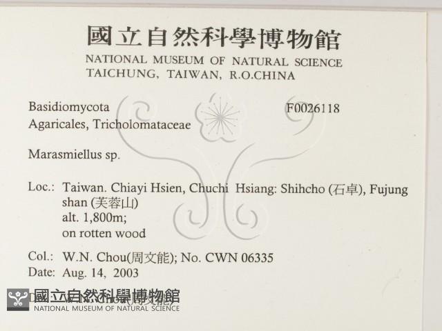 微皮傘屬藏品圖，第2張