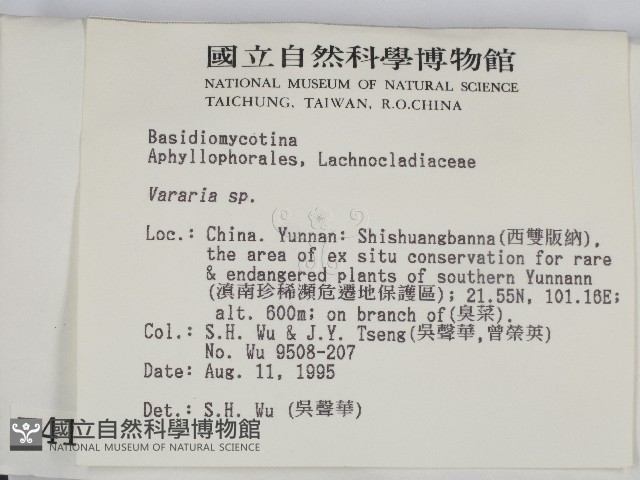 叉絲革菌屬藏品圖，第2張
