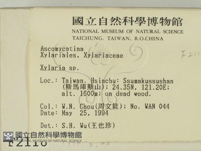 炭角菌屬藏品圖，第2張