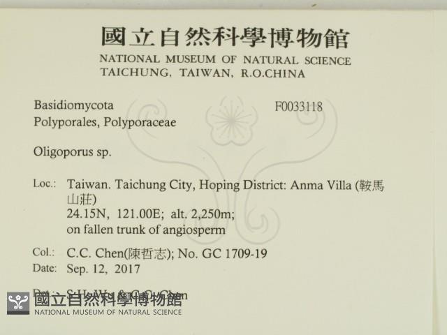 寡孔菌屬藏品圖，第2張