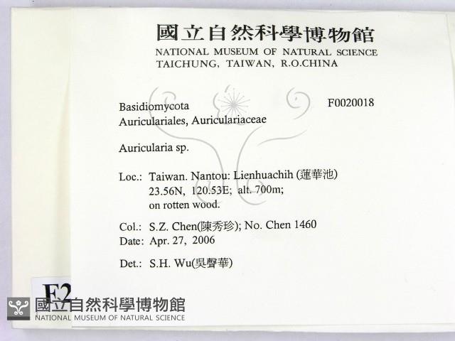 木耳屬藏品圖，第2張