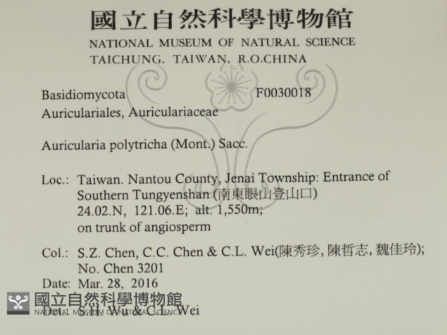 毛木耳藏品圖，第2張