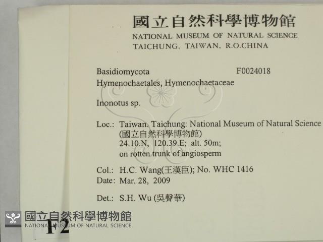 纖孔菌屬藏品圖，第2張