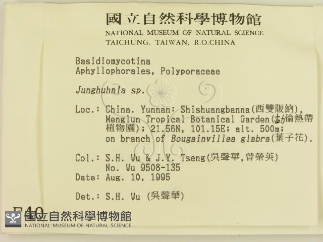 容氏菌屬藏品圖，第2張