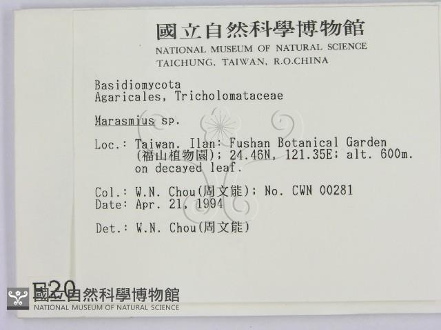 小皮傘屬藏品圖，第2張