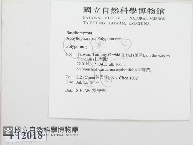 多孔菌屬藏品圖，第2張