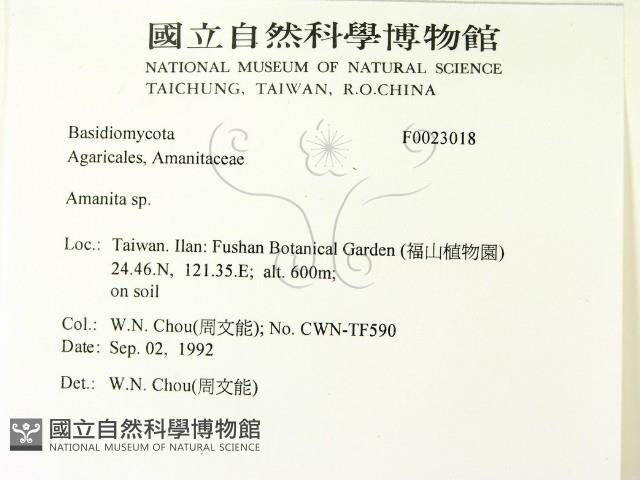 鵝膏屬藏品圖，第2張