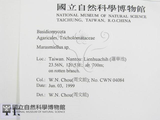 微皮傘屬藏品圖，第2張