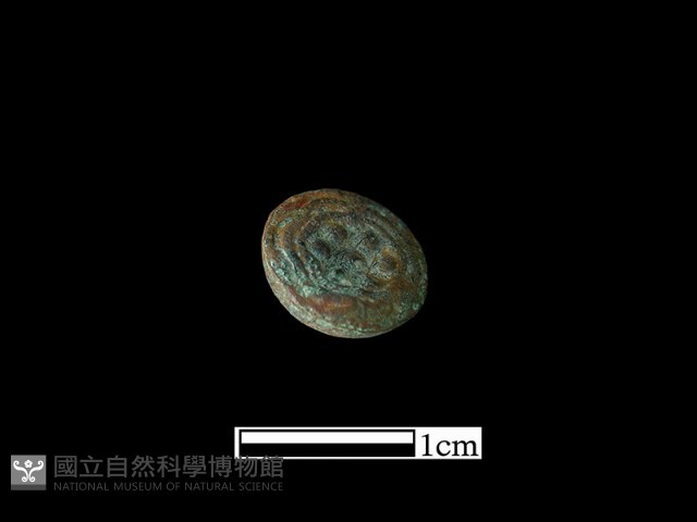 鈕子藏品圖，第2張