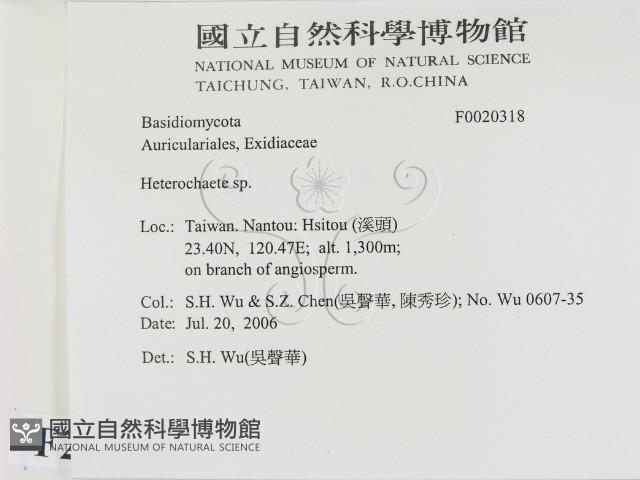 刺皮菌屬藏品圖，第2張