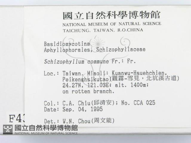 裂褶菌藏品圖，第2張