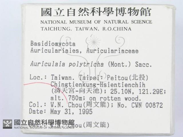 毛木耳藏品圖，第2張