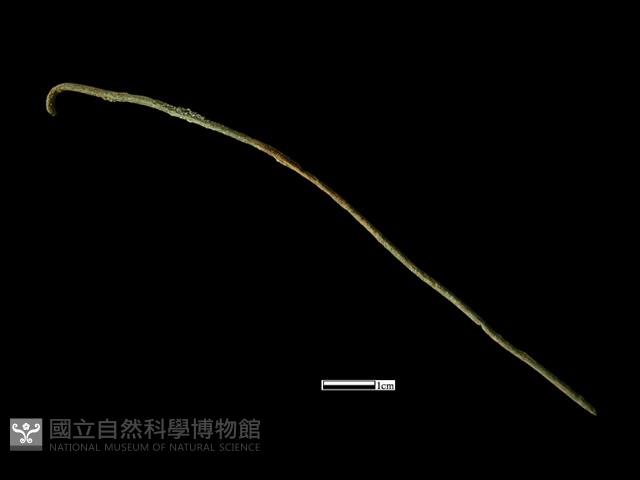 髮簪藏品圖，第1張