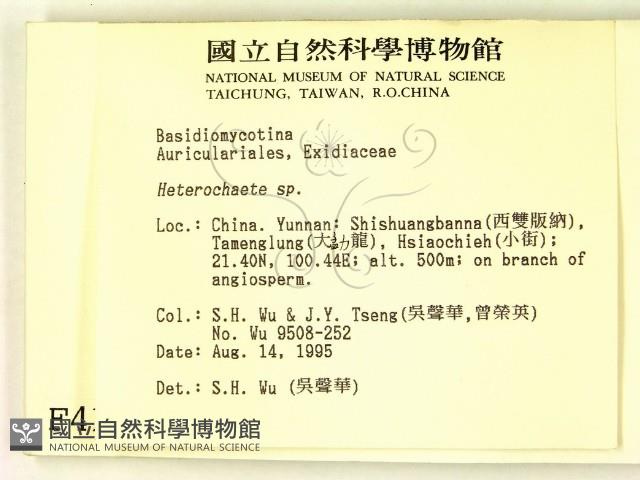 刺皮菌屬藏品圖，第2張