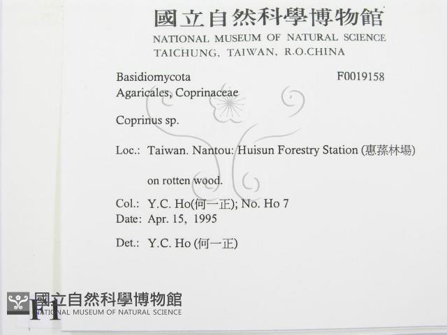 鬼傘屬藏品圖，第2張