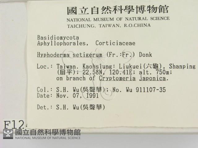剛毛絲皮菌藏品圖，第2張