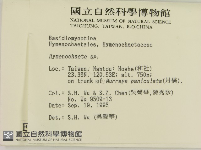 刺革菌屬藏品圖，第2張