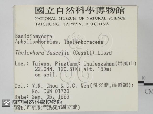 棕色革菌藏品圖，第2張