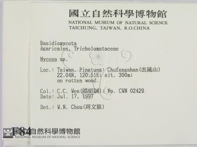 小菇屬藏品圖，第2張