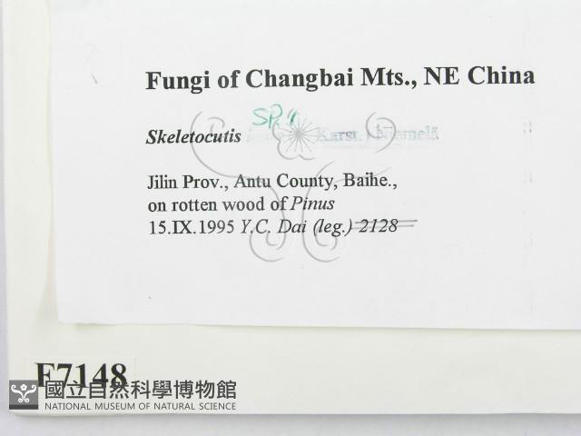 骨皮菌屬藏品圖，第2張