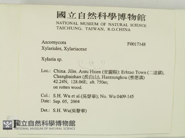 炭角菌屬藏品圖，第2張