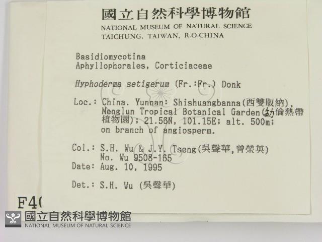 剛毛絲皮菌藏品圖，第2張