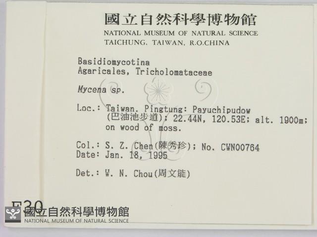 小菇屬藏品圖，第2張