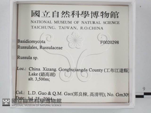紅菇屬藏品圖，第2張