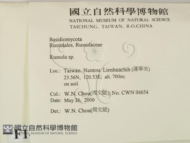 紅菇屬藏品圖，第2張