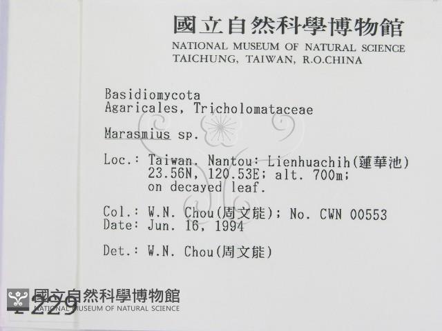 小皮傘屬藏品圖，第2張