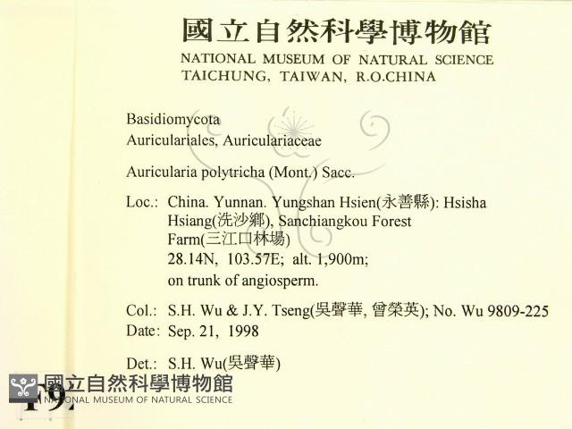 毛木耳藏品圖，第2張