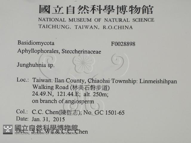 容氏菌屬藏品圖，第2張