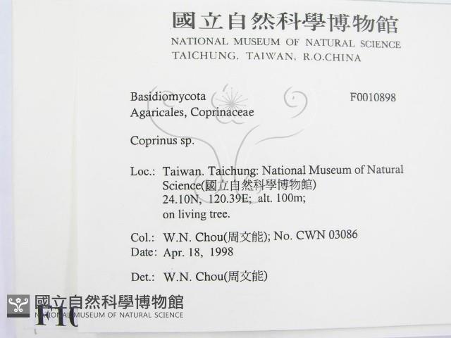 鬼傘屬藏品圖，第2張