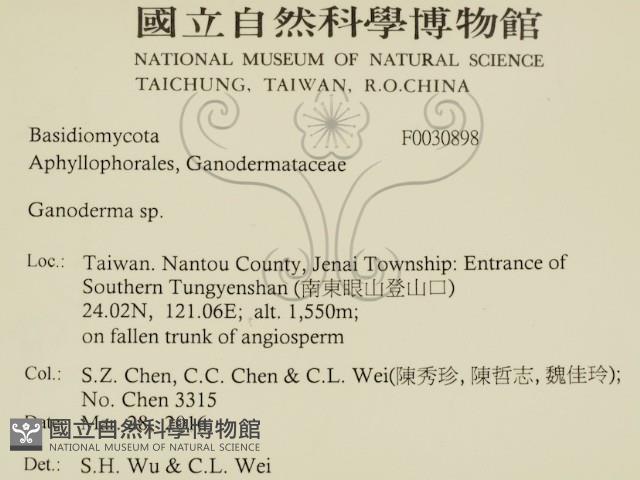 靈芝屬藏品圖，第2張