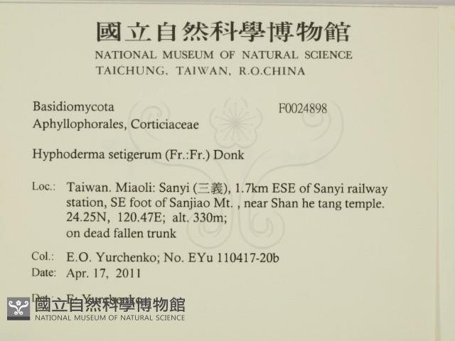 剛毛絲皮菌藏品圖，第2張