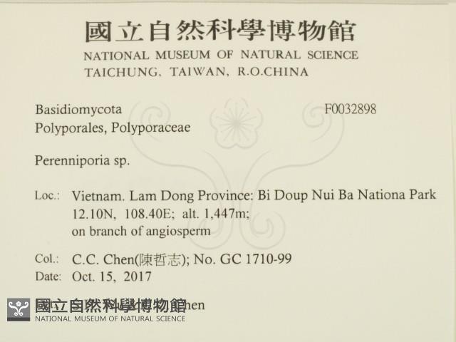 多年臥孔菌屬藏品圖，第2張