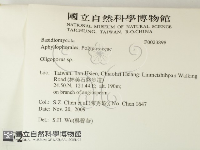 寡孔菌屬藏品圖，第2張