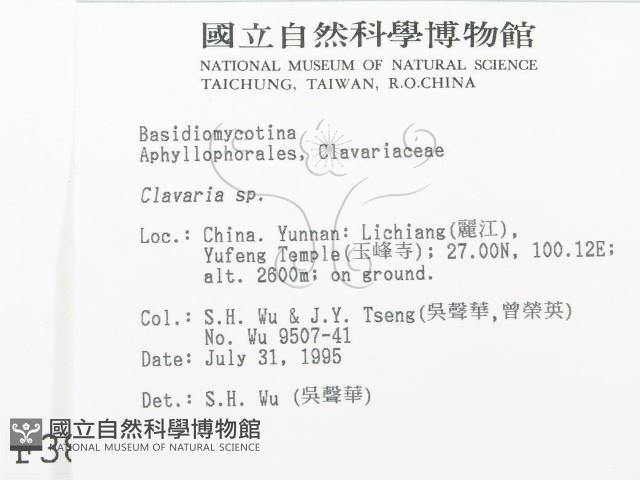 珊瑚菌屬藏品圖，第2張