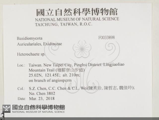 刺皮菌屬藏品圖，第2張