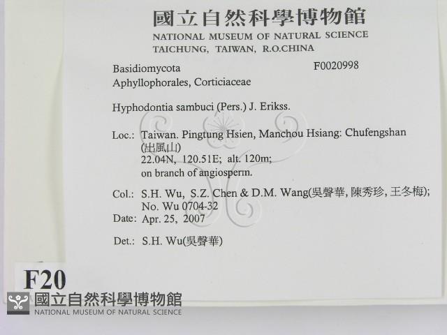 冇骨消絲齒菌藏品圖，第2張